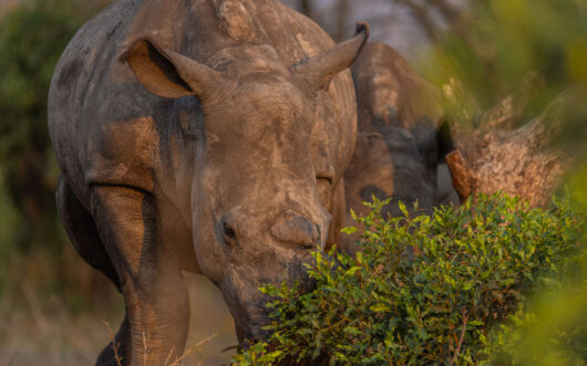 Rhino dehorning is a powerful tool to reduce rhino poaching.